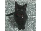 Adopt Cedar a Domestic Short Hair