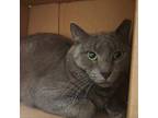 Adopt Midnight a Domestic Short Hair