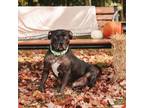 Adopt Beech a Mixed Breed