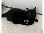 Adopt Beauty a Domestic Short Hair