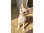 Adopt Danimals a Oriental Long Hair, Domestic Short Hair