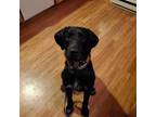 Adopt Enzo a German Wirehaired Pointer, Spinone Italiano