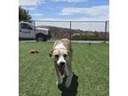 Adopt Joey a Australian Cattle Dog / Blue Heeler, Border Collie