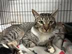 Adopt Toby a Tabby
