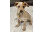 Adopt Ringmaster a Australian Cattle Dog / Blue Heeler, Mixed Breed