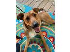 Adopt Alton a Australian Cattle Dog / Blue Heeler
