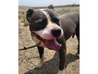 Adopt Buckwheat a Pit Bull Terrier