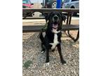 Adopt Ackbar a Shepherd