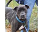 Adopt Cartman a Pit Bull Terrier
