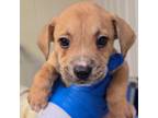 Adopt Dingo a Shepherd