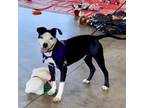 Adopt Pixel a Pit Bull Terrier, Boston Terrier