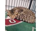 Adopt Bill a Domestic Short Hair
