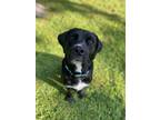 Adopt Dodger a Mixed Breed