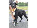 Adopt Sarge - Adoptable a Labrador Retriever, Mixed Breed