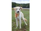 Adopt Berkley - Adoptable a Labrador Retriever, Mixed Breed