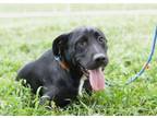 Adopt Terrance - Adoptable a Labrador Retriever, Mixed Breed