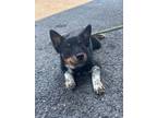 Adopt Luka - Adoptable a Affenpinscher, Mixed Breed