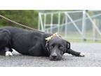 Adopt Tito - Adoptable a Labrador Retriever, Mixed Breed