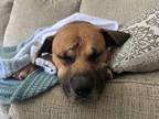 Adopt Fender Bender a German Shepherd Dog, Boxer