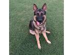 Adopt Zeus a German Shepherd Dog