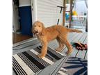 Adopt Beetle Juice a Golden Retriever, Standard Poodle