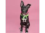 Adopt Akoni a German Shepherd Dog