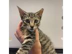 Adopt TNR - 614B - 2 Tabby Kitten a Domestic Short Hair