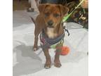 Adopt Bramble a Mixed Breed, Dachshund