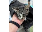 Adopt Ben Affleck a American Shorthair