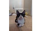 Adopt Bruce Wayne a Domestic Short Hair