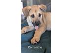 Adopt Comanche a German Shepherd Dog