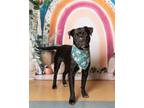 Adopt Huffy a Labrador Retriever