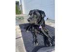 Adopt Jack G a Labrador Retriever