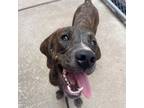 Adopt Scoobadoo a Plott Hound