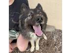 Adopt Zeusious a Alaskan Malamute