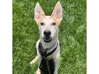 Adopt Giant Rabbit a Husky