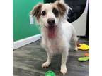 Adopt Toblerone a Dachshund
