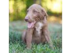Adopt Surf a Australian Shepherd, Labrador Retriever