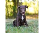 Adopt Walrus a Australian Shepherd, Labrador Retriever