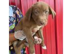 Adopt Manatee a Australian Shepherd, Labrador Retriever