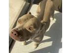 Adopt Whiskey a Pit Bull Terrier
