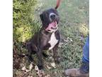 Adopt Comet a Pit Bull Terrier