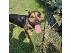 Adopt Francisco a Pit Bull Terrier, Shepherd
