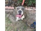 Adopt Achilles a Pit Bull Terrier