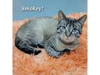Adopt Smokey - Lynx Point Siamese w Thumbs! @PAWZ pet cafe a Siamese