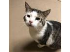 Adopt Merlin a American Shorthair, Domestic Short Hair