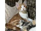 Adopt Laxus a Domestic Short Hair