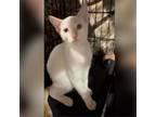 Adopt Natsu a Siamese