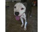 Adopt Buldak a Pit Bull Terrier
