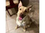 Adopt Finn a German Shepherd Dog